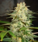 Afghan Kush Ryder Cannabisblüte – gewachsen aus Automatic Hanfsamen von World of Seeds
