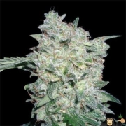 Afghan Kush Special Cannabisblüte – gewachsen aus Feminisierte Hanfsamen von World of Seeds