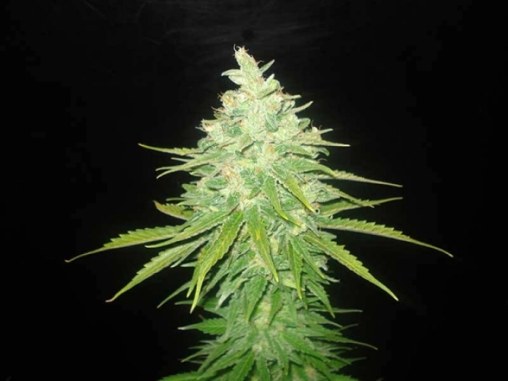Afghan Kush x Black Domina – World of Seeds – Feminisiert