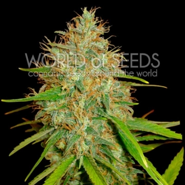 Afghan Kush x Skunk Cannabisblüte – gewachsen aus Feminisierte Hanfsamen von World of Seeds