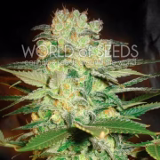 Afghan Kush x White Widow Cannabisblüte – gewachsen aus Feminisierte Hanfsamen von World of Seeds