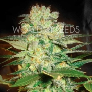 Afghan Kush x White Widow Cannabisblüte – gewachsen aus Feminisierte Hanfsamen von World of Seeds