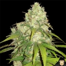 Afghan Kush x Yumbolt Cannabisblüte – gewachsen aus Feminisierte Hanfsamen von World of Seeds