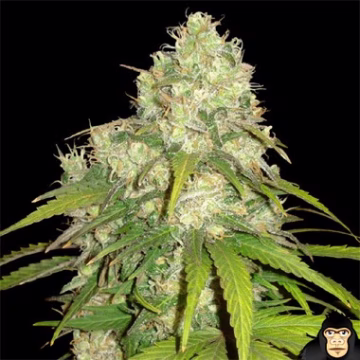 Afghan Kush x Yumbolt Cannabisblüte – gewachsen aus Feminisierte Hanfsamen von World of Seeds