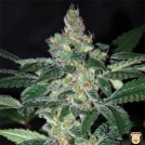 Amnesia Cannabisblüte – gewachsen aus Feminisierte Hanfsamen von World of Seeds