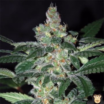 Amnesia Cannabisblüte – gewachsen aus Feminisierte Hanfsamen von World of Seeds