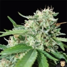 Brazil Amazonia Cannabisblüte – gewachsen aus Feminisierte Hanfsamen von World of Seeds
