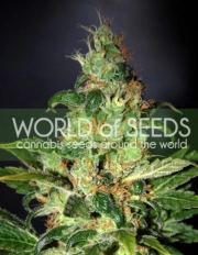 Chronic Haze Cannabisblüte – gewachsen aus Feminisierte Hanfsamen von World of Seeds