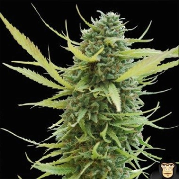 World of Seeds Columbian Gold Cannabisblüte – gewachsen aus Feminisierte Hanfsamen von World of Seeds
