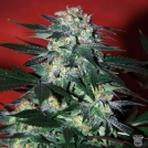 Delirium Cannabisblüte – gewachsen aus Feminisierte Hanfsamen von World of Seeds