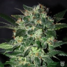 Domina Star Cannabisblüte – gewachsen aus Feminisierte Hanfsamen von World of Seeds