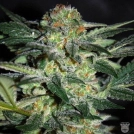 High Tension Cannabisblüte – gewachsen aus Feminisierte Hanfsamen von World of Seeds
