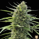 Kilimanjaro Cannabisblüte – gewachsen aus Feminisierte Hanfsamen von World of Seeds