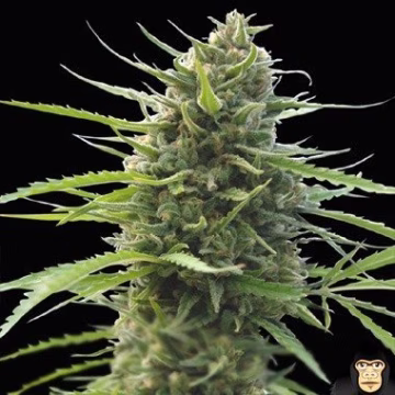 Kilimanjaro Cannabisblüte – gewachsen aus Feminisierte Hanfsamen von World of Seeds