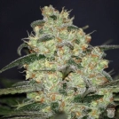 Madness Cannabisblüte – gewachsen aus Feminisierte Hanfsamen von World of Seeds