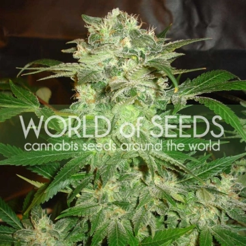 Mazar Kush Cannabisblüte – gewachsen aus Feminisierte Hanfsamen von World of Seeds