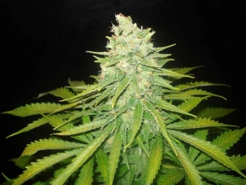 Mazar x Great White Shark Cannabisblüte – gewachsen aus Feminisierte Hanfsamen von World of Seeds
