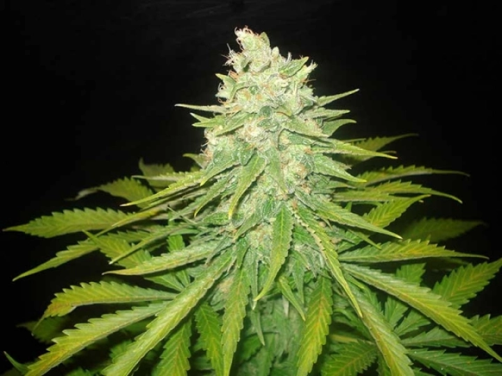 Mazar x Great White Shark – World of Seeds – Feminisiert