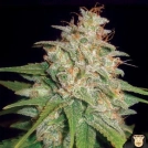 Mazar x White Rhino Cannabisblüte – gewachsen aus Feminisierte Hanfsamen von World of Seeds