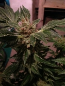 New york 47 Cannabisblüte – gewachsen aus Feminisierte Hanfsamen von World of Seeds