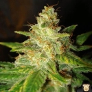 New York Special Cannabisblüte – gewachsen aus Feminisierte Hanfsamen von World of Seeds
