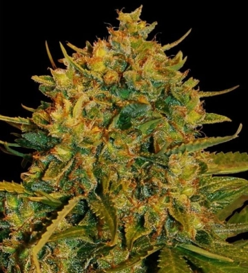 Northern Light x Big Bud Cannabisblüte – gewachsen aus Feminisierte Hanfsamen von World of Seeds