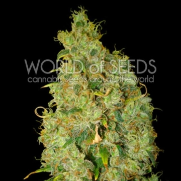 Northern Light x Skunk Cannabisblüte – gewachsen aus Feminisierte Hanfsamen von World of Seeds