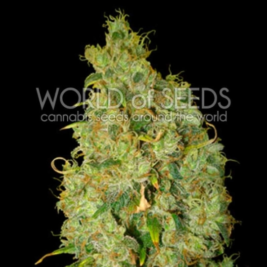 Northern Light x Skunk – World of Seeds – Feminisiert