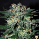 Obsession Cannabisblüte – gewachsen aus Feminisierte Hanfsamen von World of Seeds