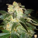 Pakistan Ryder Autoflowering Cannabisblüte – gewachsen aus Automatic Hanfsamen von World of Seeds