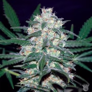 Pakistan Valley Cannabisblüte – gewachsen aus Feminisierte Hanfsamen von World of Seeds
