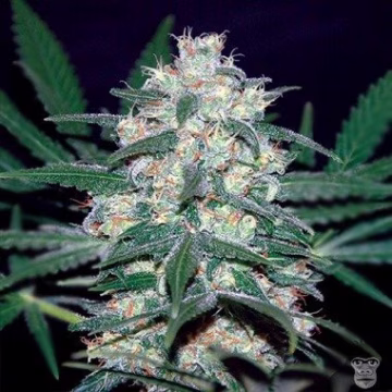 Pakistan Valley Cannabisblüte – gewachsen aus Feminisierte Hanfsamen von World of Seeds