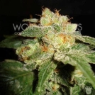 Privilege Cannabisblüte – gewachsen aus Feminisierte Hanfsamen von World of Seeds
