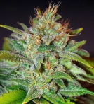 Skunk 47 Cannabisblüte – gewachsen aus Feminisierte Hanfsamen von World of Seeds