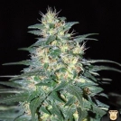 South African Kwazulu Cannabisblüte – gewachsen aus Feminisierte Hanfsamen von World of Seeds