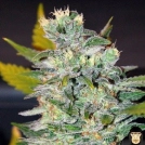 World of Seeds Space Cannabisblüte – gewachsen aus Feminisierte Hanfsamen von World of Seeds