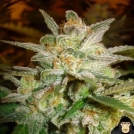 Star 47 Cannabisblüte – gewachsen aus Feminisierte Hanfsamen von World of Seeds