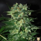 Stoned Inmaculate Cannabisblüte – gewachsen aus Feminisierte Hanfsamen von World of Seeds