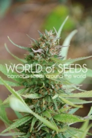 Strawberry blue Cannabisblüte – gewachsen aus Feminisierte Hanfsamen von World of Seeds