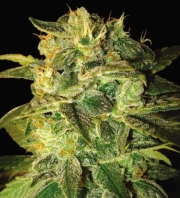 Sugar Mango Ryder Cannabisblüte – gewachsen aus Automatic Hanfsamen von World of Seeds