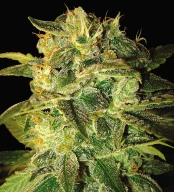 Sugar Mango Ryder Cannabisblüte – gewachsen aus Automatic Hanfsamen von World of Seeds