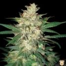 Sweet Coffee Ryder Cannabisblüte – gewachsen aus Feminisierte Hanfsamen von World of Seeds