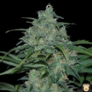 Wild Thailand Cannabisblüte – gewachsen aus Feminisierte Hanfsamen von World of Seeds