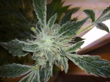 Yumbolt 47 Cannabisblüte – gewachsen aus Feminisierte Hanfsamen von World of Seeds