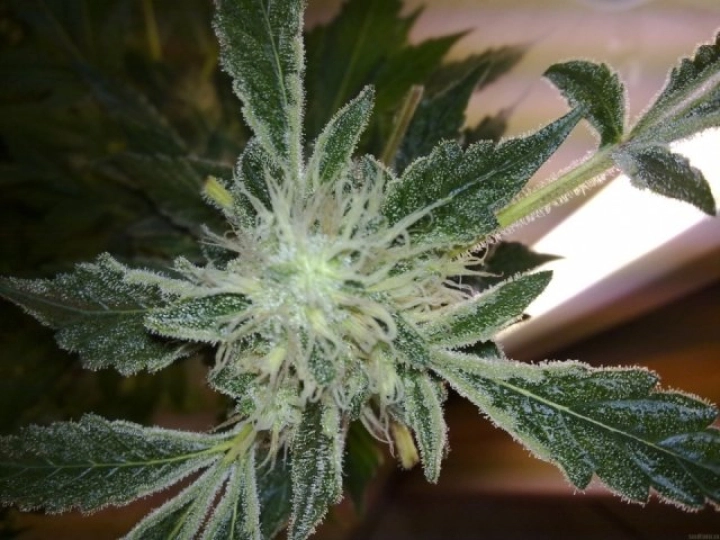 Yumbolt 47 – World of Seeds – Feminisiert