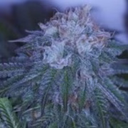 Black Out Cannabisblüte – gewachsen aus Feminisierte Hanfsamen von Z Retired