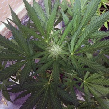 Juicy OGRE Auto Cannabisblüte – gewachsen aus Automatic Hanfsamen von Z Retired