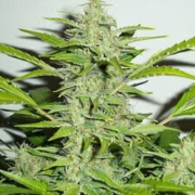 OGRE Auto Cannabisblüte – gewachsen aus Automatic Hanfsamen von Z Retired