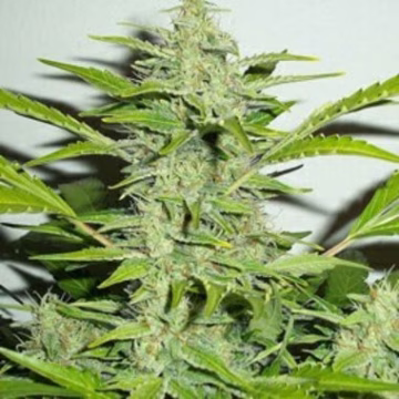 OGRE Auto Cannabisblüte – gewachsen aus Automatic Hanfsamen von Z Retired