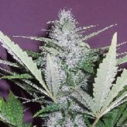 Pink Citrus Auto Cannabisblüte – gewachsen aus Automatic Hanfsamen von Z Retired